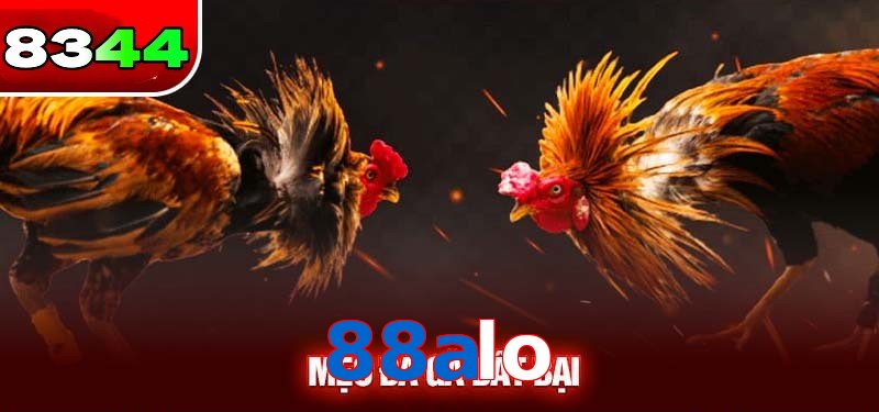 Đá gà 88alo có sức hấp dẫn